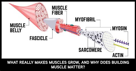 The Science Behind Muscle.